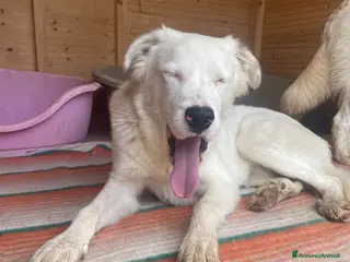 Meticcio cani IL DOLCISSIMO SNOOPY - Annuncio 33