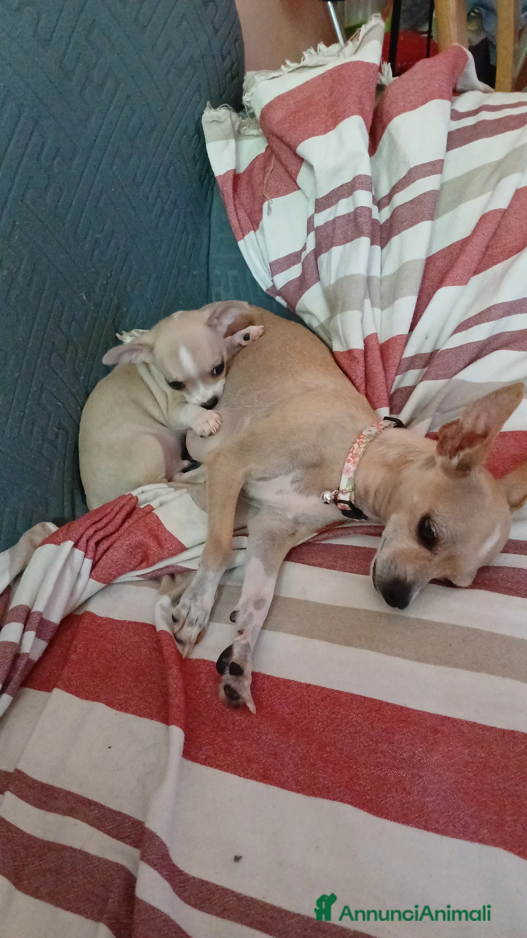 Chihuahua cani in vendita: Cuccioli di pura razza chihuahua a Città metropolitana di Roma Capitale - Annuncio 35