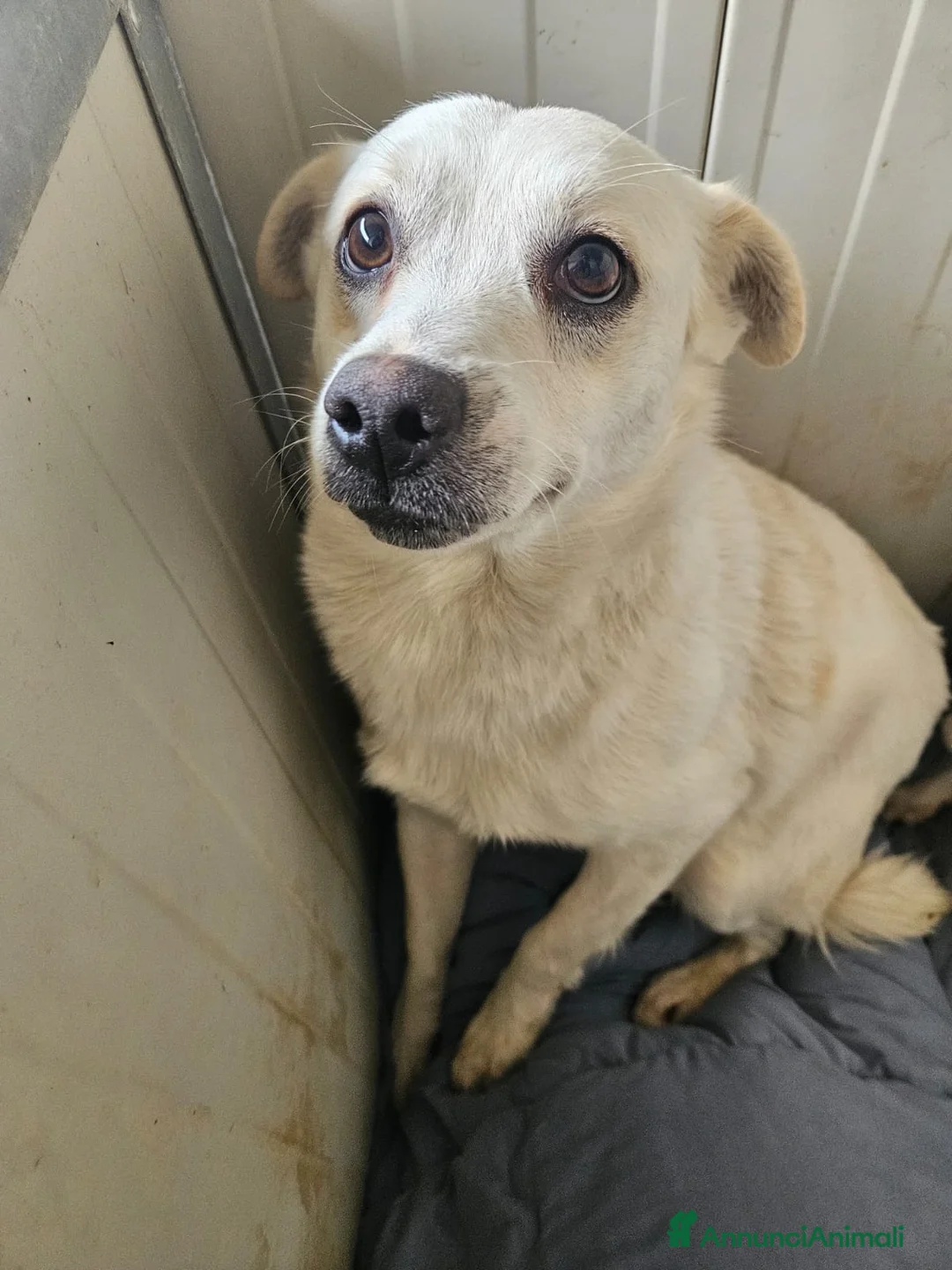 Meticcio cani in regalo: Boris: 1 anno taglia piccola  - Annuncio 3