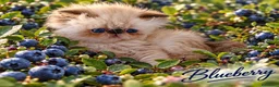 Exotic Shorthair gatti in vendita: Exotic Shorthair  - Annuncio 4