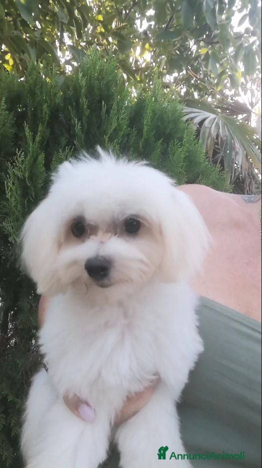 Maltese cani Maltese cuccioli - Annuncio 8