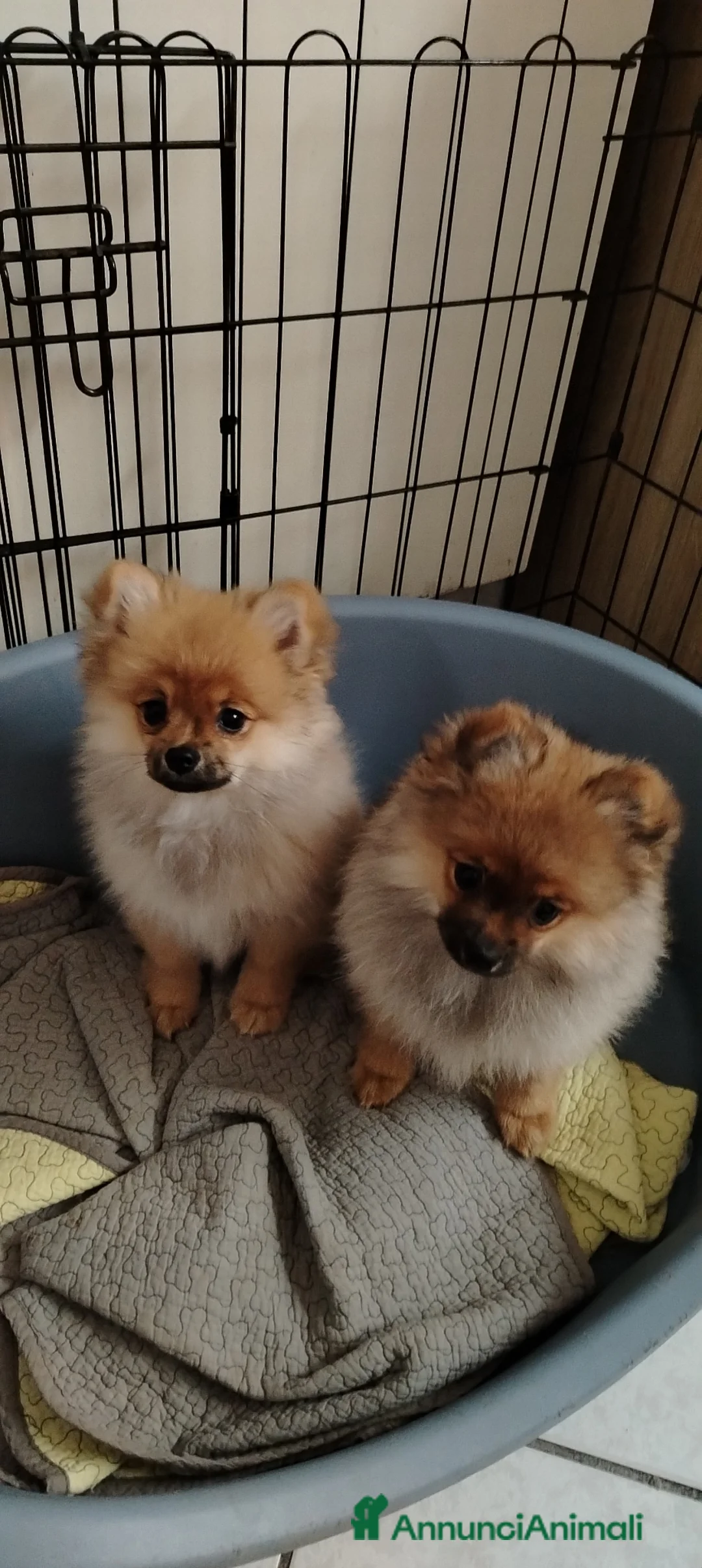 Volpino Pomerania cani in vendita: Vendo due cuccioli di Spitz Pomerania  a Città metropolitana di Roma Capitale - Annuncio 1