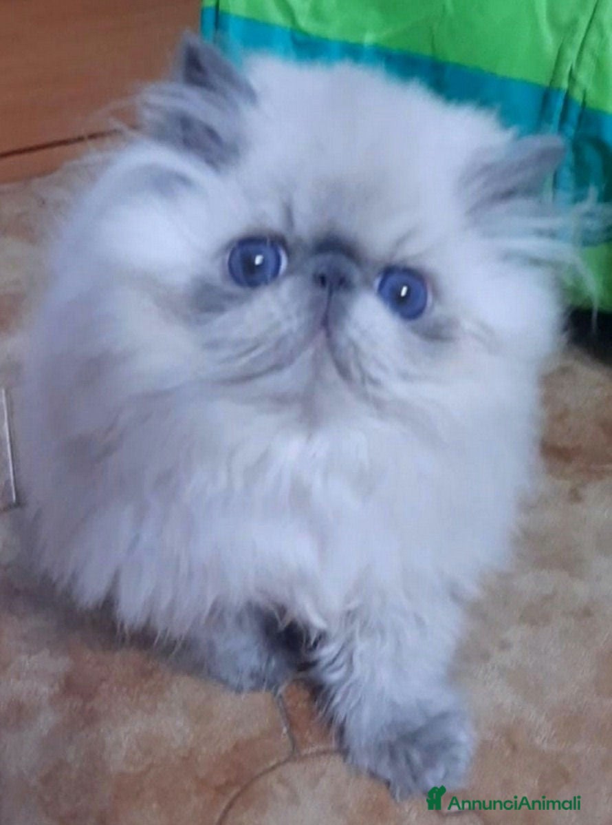 Persiano gatti Disponibile cucciolo blue point persiano - Annuncio 3