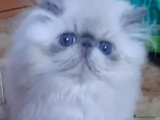 Persiano gatti Disponibile cucciolo blue point persiano - Annuncio 3