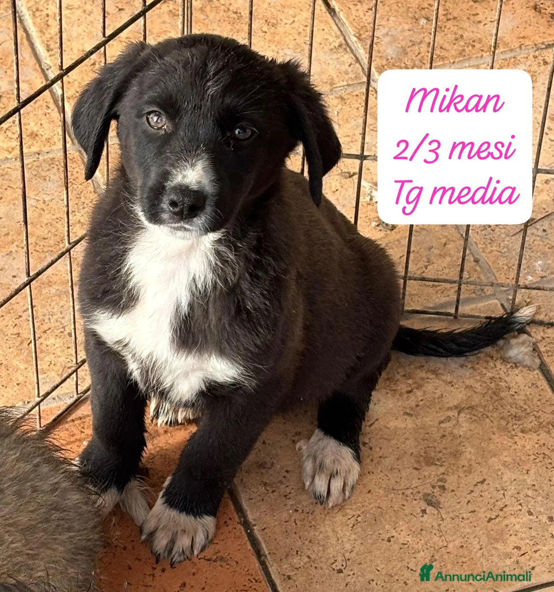 Meticcio cani in regalo: Tanti bellissimi cuccioli da salvare  - Annuncio 9