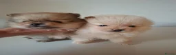 Volpino Pomerania cani in vendita: Cuccioli volpino pomerania  - Annuncio 1