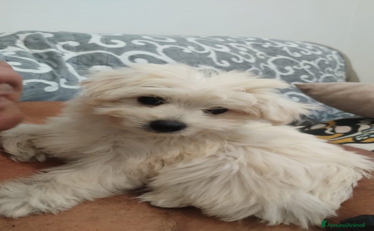 Maltese cani a Province of Prato - Annuncio 1