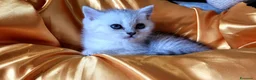 British gatti in vendita: British dolcissimo, alta genealogia KIT REGALO - Annuncio 1