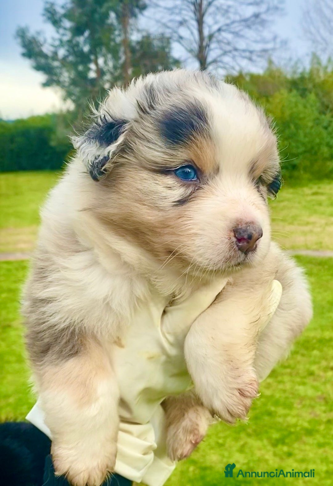 Australian Shepherd cani in vendita: Australian Shepherd pastore australiano cuccioli - Annuncio 3