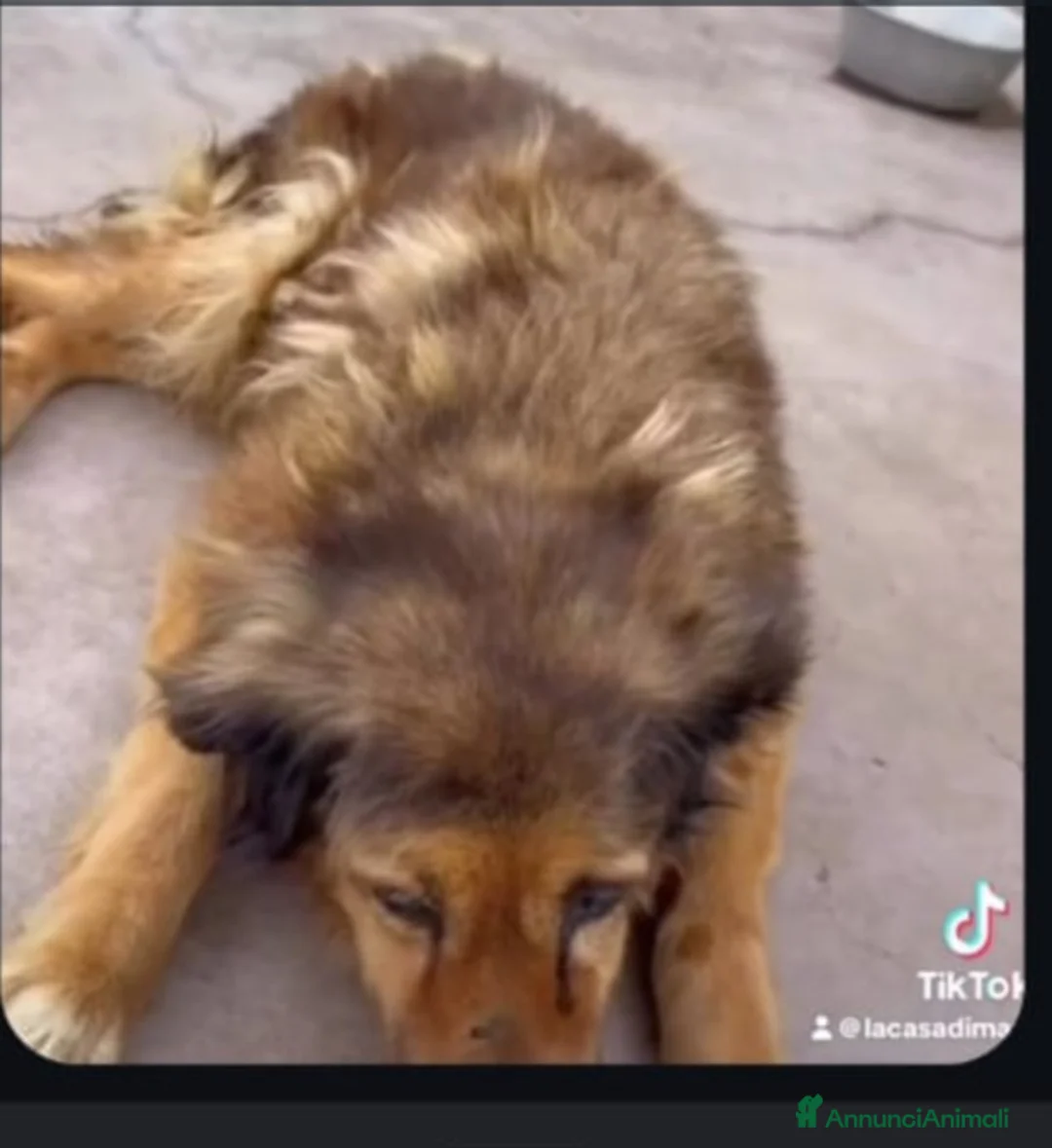 Meticcio cani in regalo: CELESTE 15ANNI TUTTI DI CANILE,CIECA E SORDA!SICIL - Annuncio 2