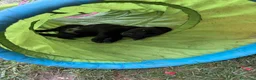 Labrador cani in vendita: Splendidi maschietti di Labrador neri  - Annuncio 5