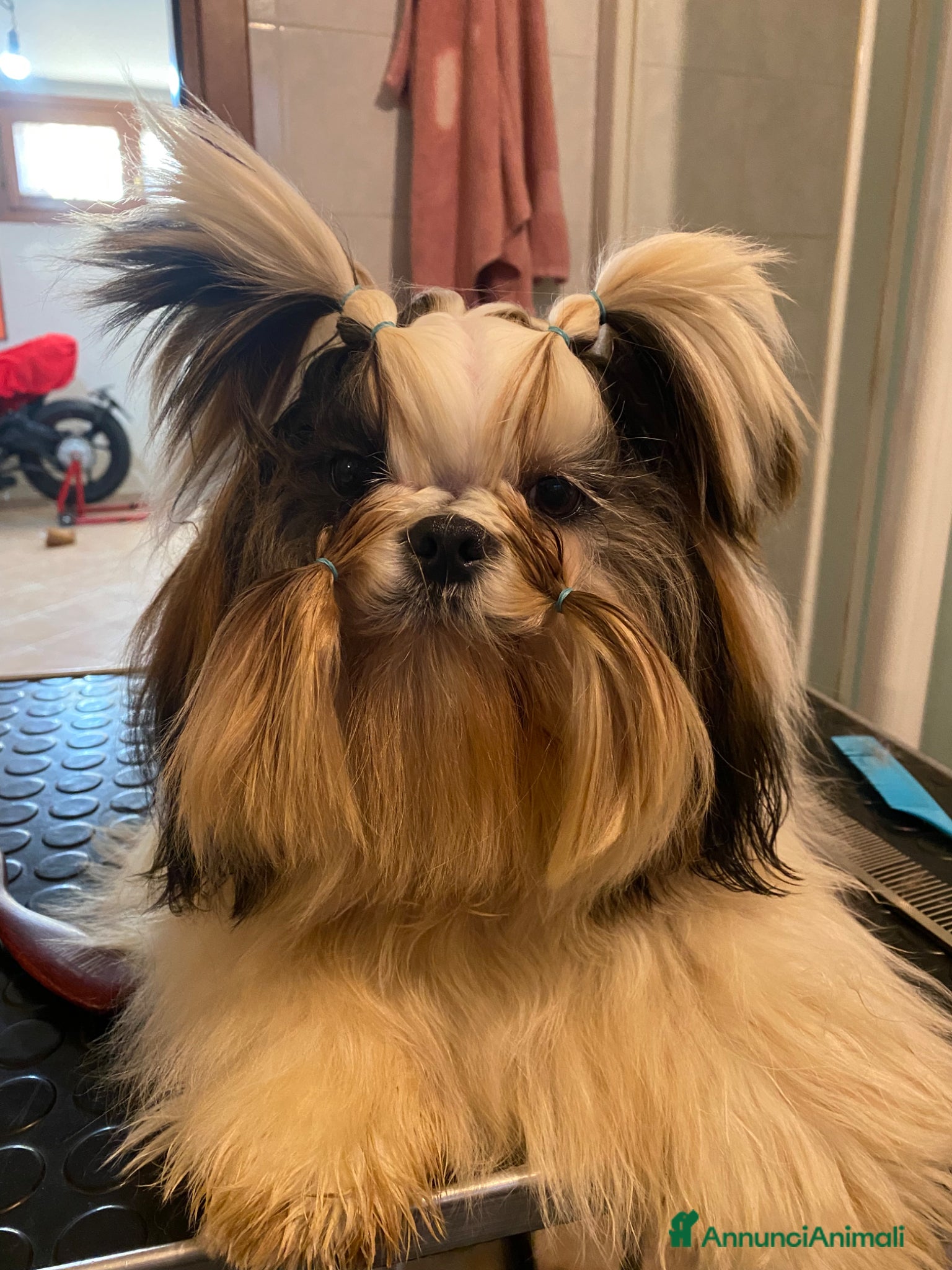 Shih Tzu cani Shih tzu  - Annuncio 1