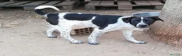 Meticcio cani in regalo: CUCCIOLO JACK ASPETTA UNA MAMMA  - Annuncio 7