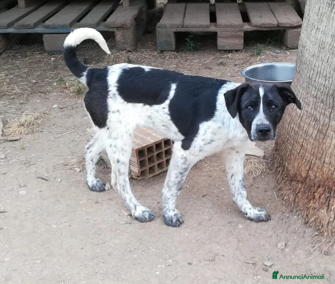 Meticcio cani in regalo: CUCCIOLO JACK ASPETTA UNA MAMMA  - Annuncio 7