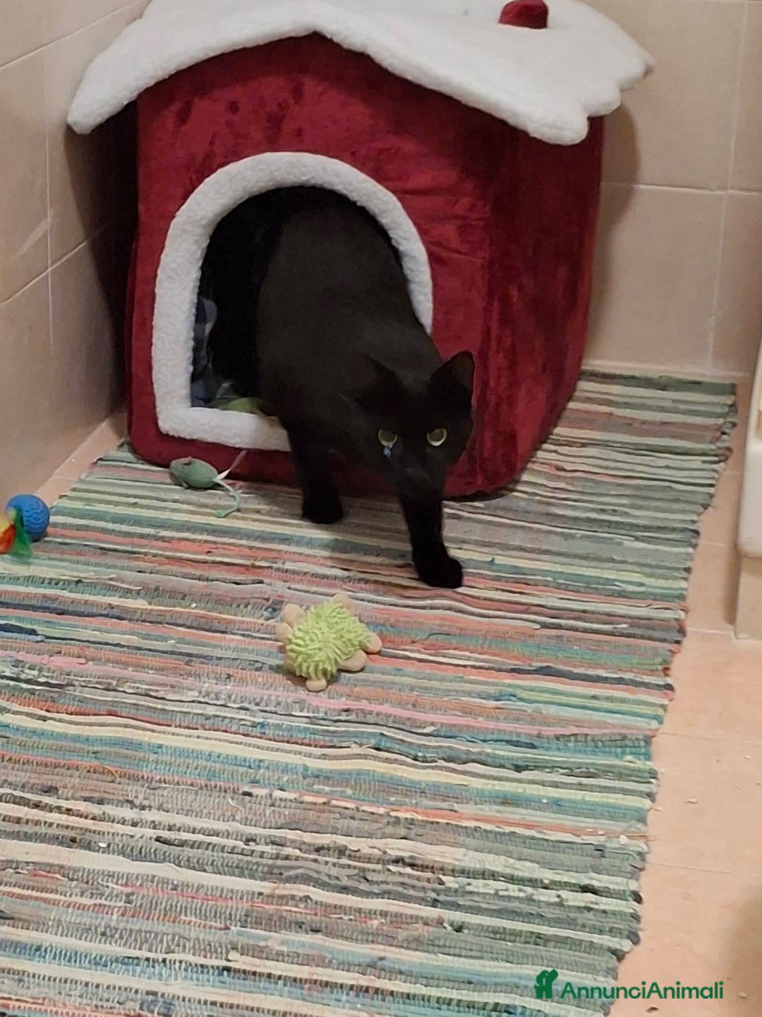 Meticcio gatti in regalo: Salem, 6 mesi, bellissimo micetto  - Annuncio 8