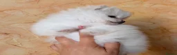 Volpino Pomerania cani in vendita: Cuccioli di Pomerania nano  - Annuncio 31