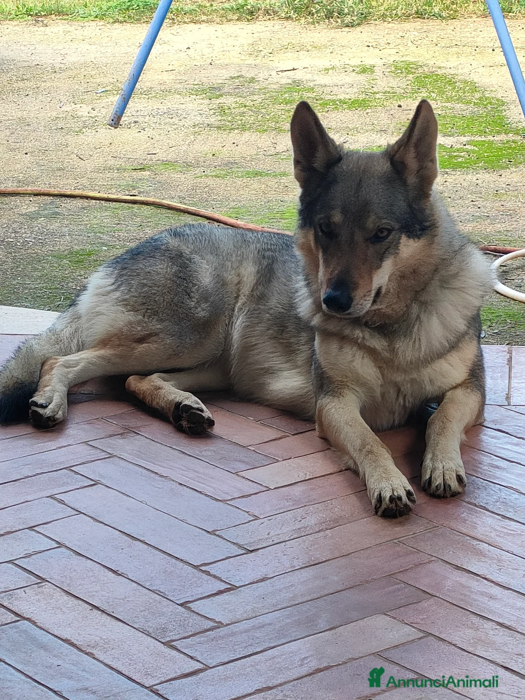 Lupo Cecoslovacco cani in vendita: Cuccioli lupo cecoslovacco  - Annuncio 1