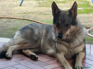 Lupo Cecoslovacco cani Cuccioli lupo cecoslovacco - Annuncio 5