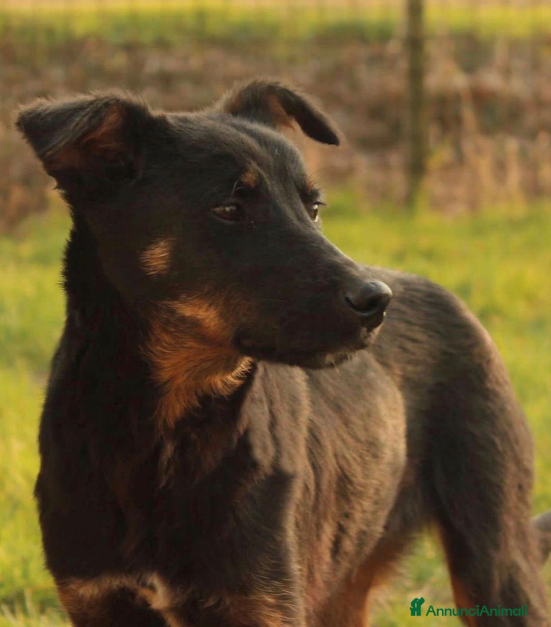 Meticcio cani in regalo: Adotta Sam a Provincia di Treviso - Annuncio 1