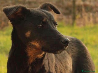 Meticcio cani Adotta Sam a Provincia di Treviso - Annuncio 39