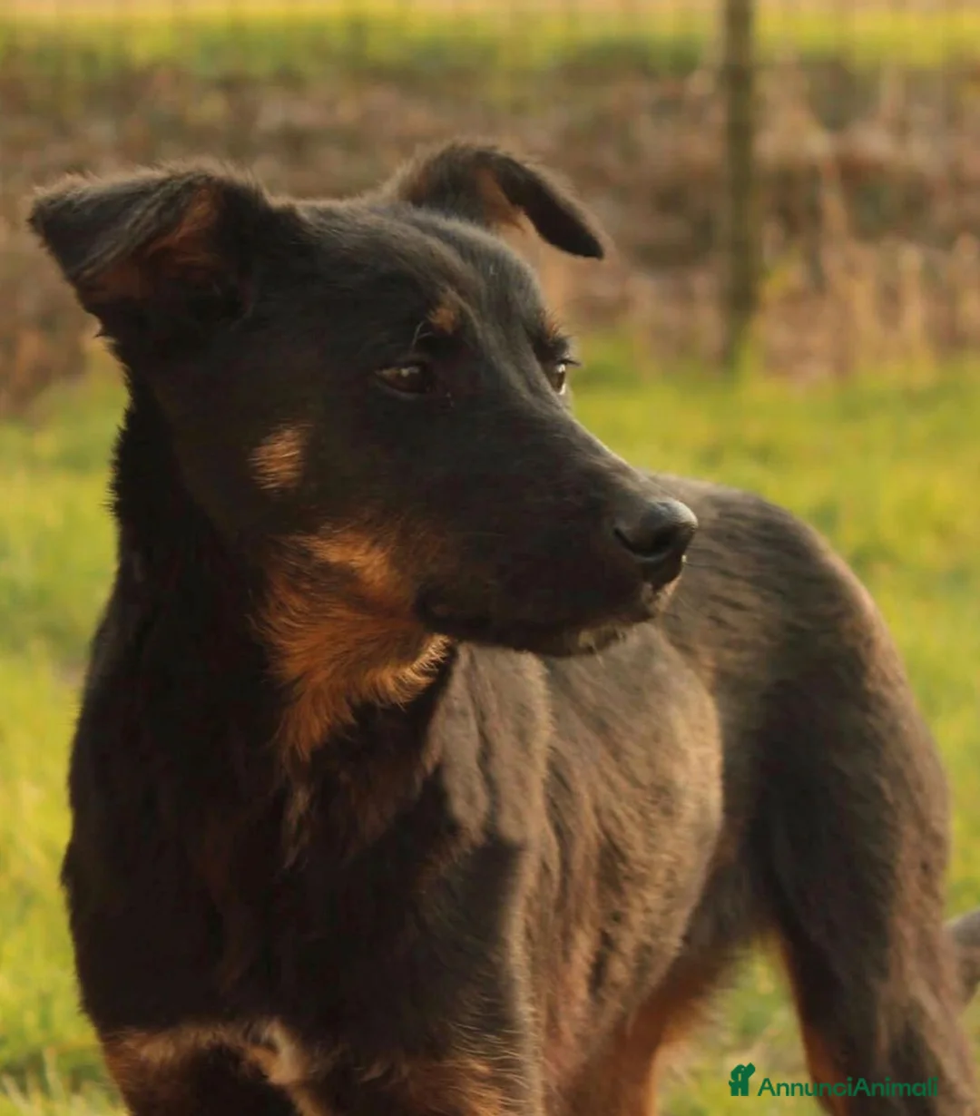 Meticcio cani in regalo: Adotta Sam a Provincia di Treviso - Annuncio 1