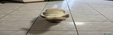 Bulldog Francese 7