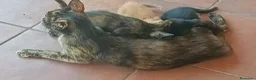 Europeo gatti in regalo: Gattini maschi e femmine  a Città metropolitana di Roma Capitale - Annuncio 2
