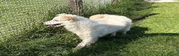 Meticcio cani in regalo: MOLLY, un raggio di sole - Annuncio 3
