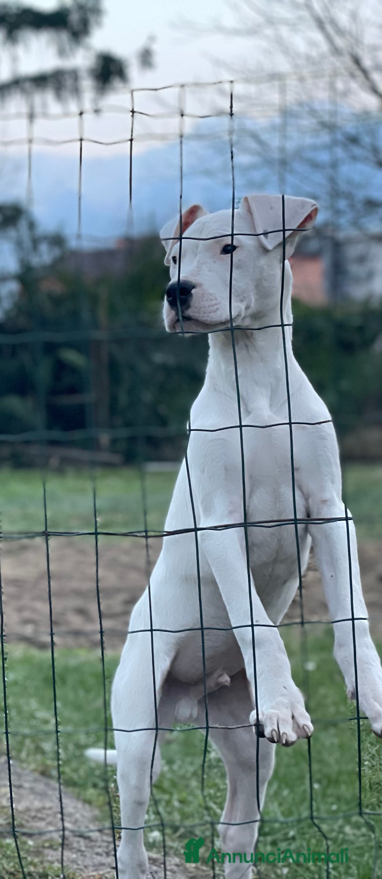 Dogo Argentino cani ULTIMO Cucciolo dogo argentino  - Annuncio 1