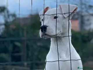 Dogo Argentino cani ULTIMO Cucciolo dogo argentino - Annuncio 1