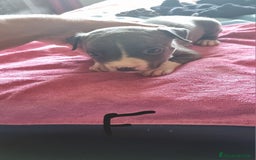 Pitbull cani in vendita: Cuccioli di pitbull a Città Metropolitana di Genova - Immagine 1