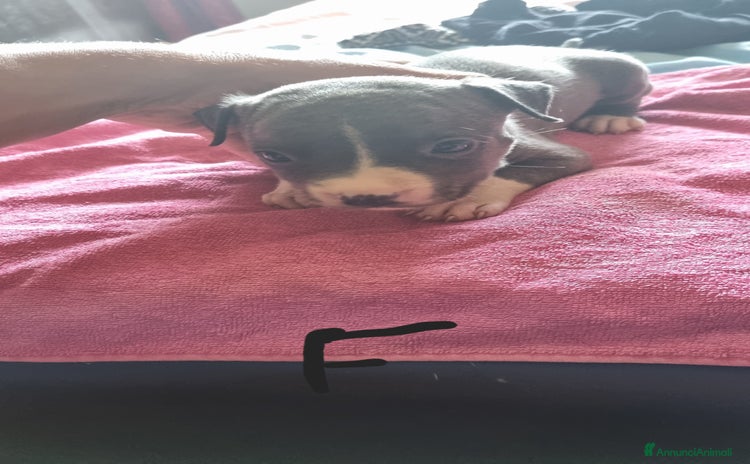 Pitbull cani a Città Metropolitana di Genova - Annuncio 1