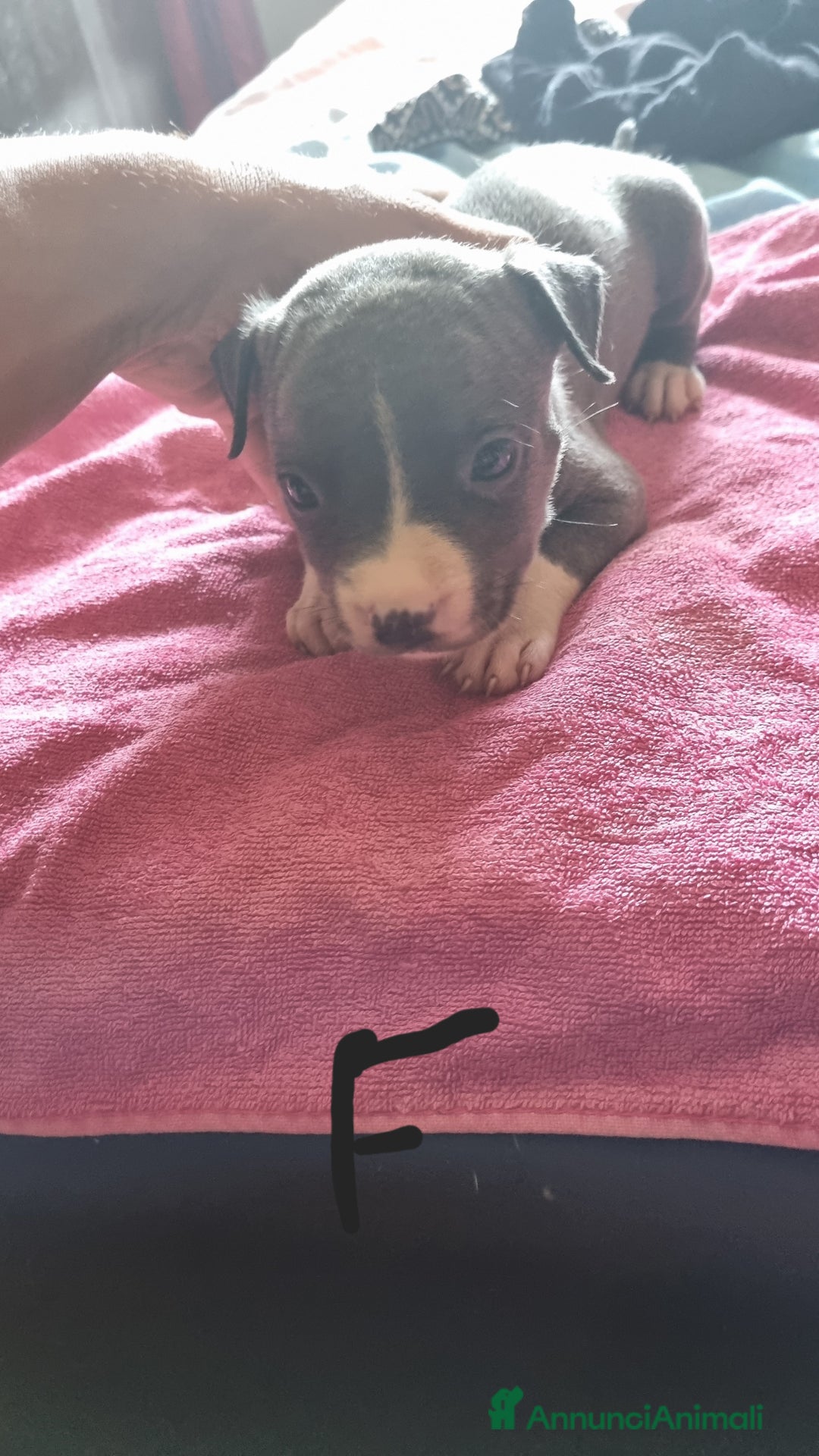 Pitbull cani in vendita: Cuccioli di pitbull a Città Metropolitana di Genova - Immagine 1