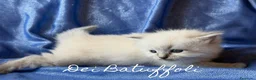 Siberiano gatti in vendita: Cuccioli Gatto Siberiano AFSI WCF, Alta genealogia - Annuncio 12