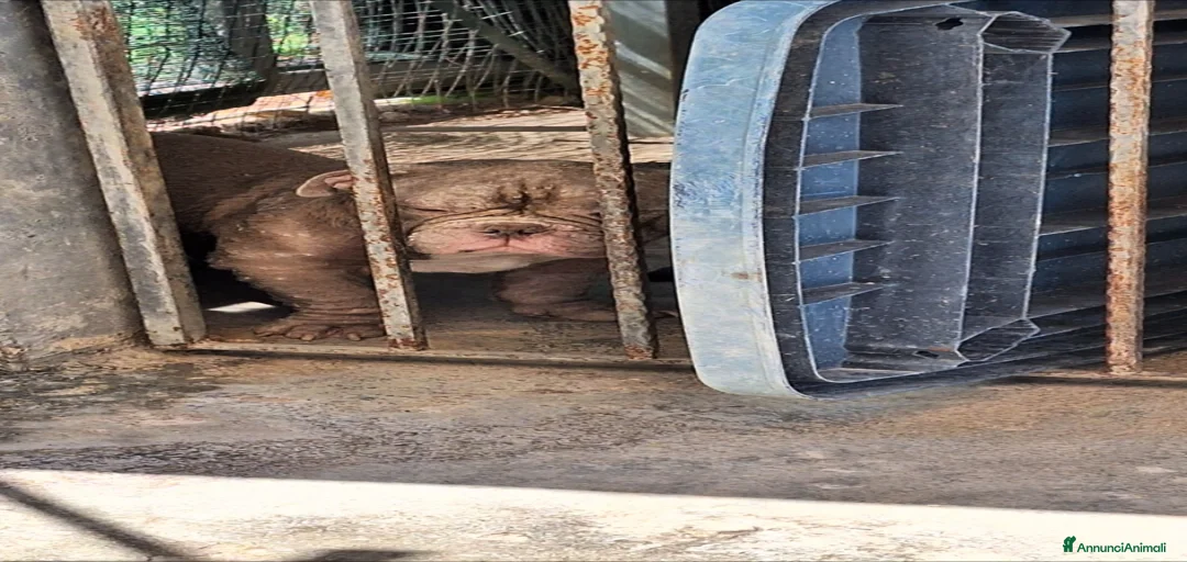 Immagine della galleria {{count}}