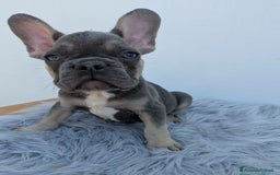 Bulldog Francese cani in vendita: Bulldog francese blu merle a Città Metropolitana di Genova - Immagine 3