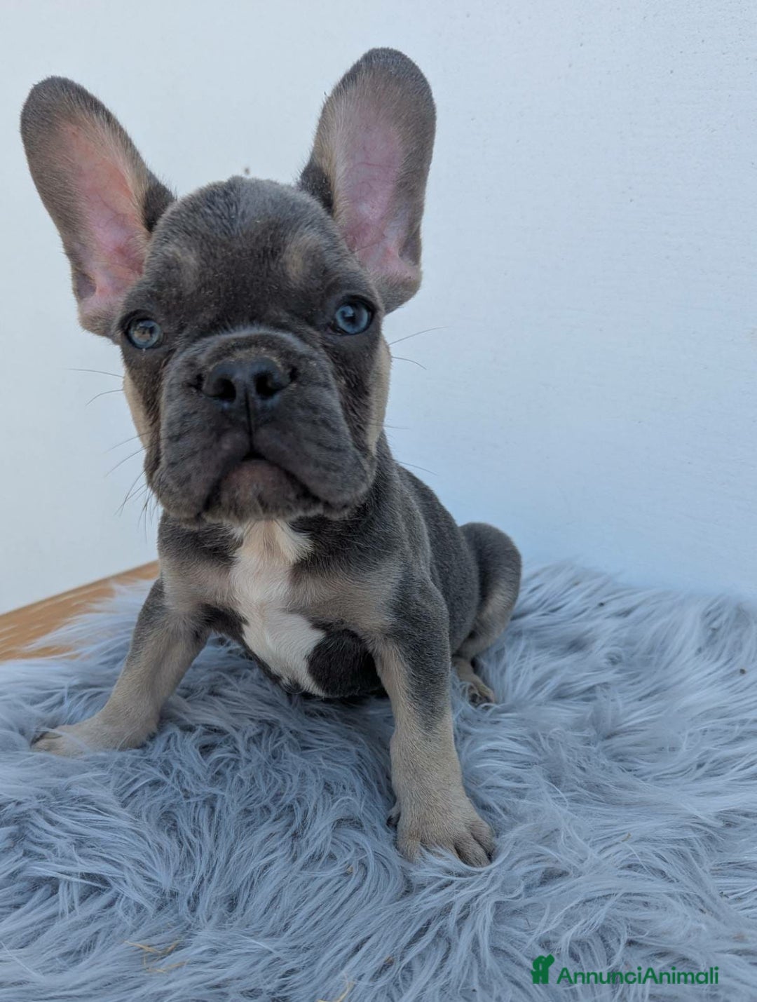 Bulldog Francese cani in vendita: Bulldog francese blu merle a Città Metropolitana di Genova - Immagine 3