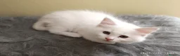 Ragdoll gatti in vendita: Cuccioli di Razza Ragdoll disponibili - Annuncio 5