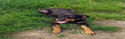 Meticcio cani in regalo: Pino  - Annuncio 2