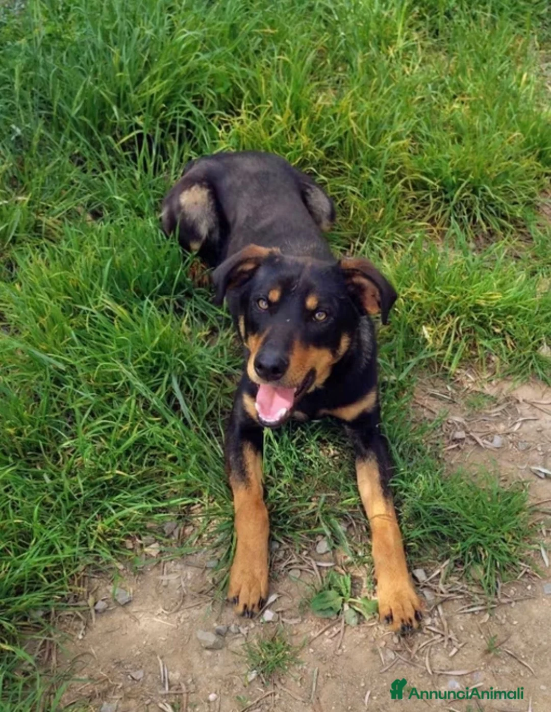 Meticcio cani in regalo: Pino  - Annuncio 2