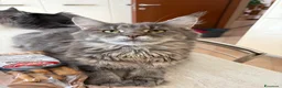 Maine Coon gatti in vendita: Maine coon con pedigree  - Annuncio 3