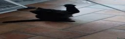 Meticcio gatti in regalo: GATTO NERO  - Annuncio 3