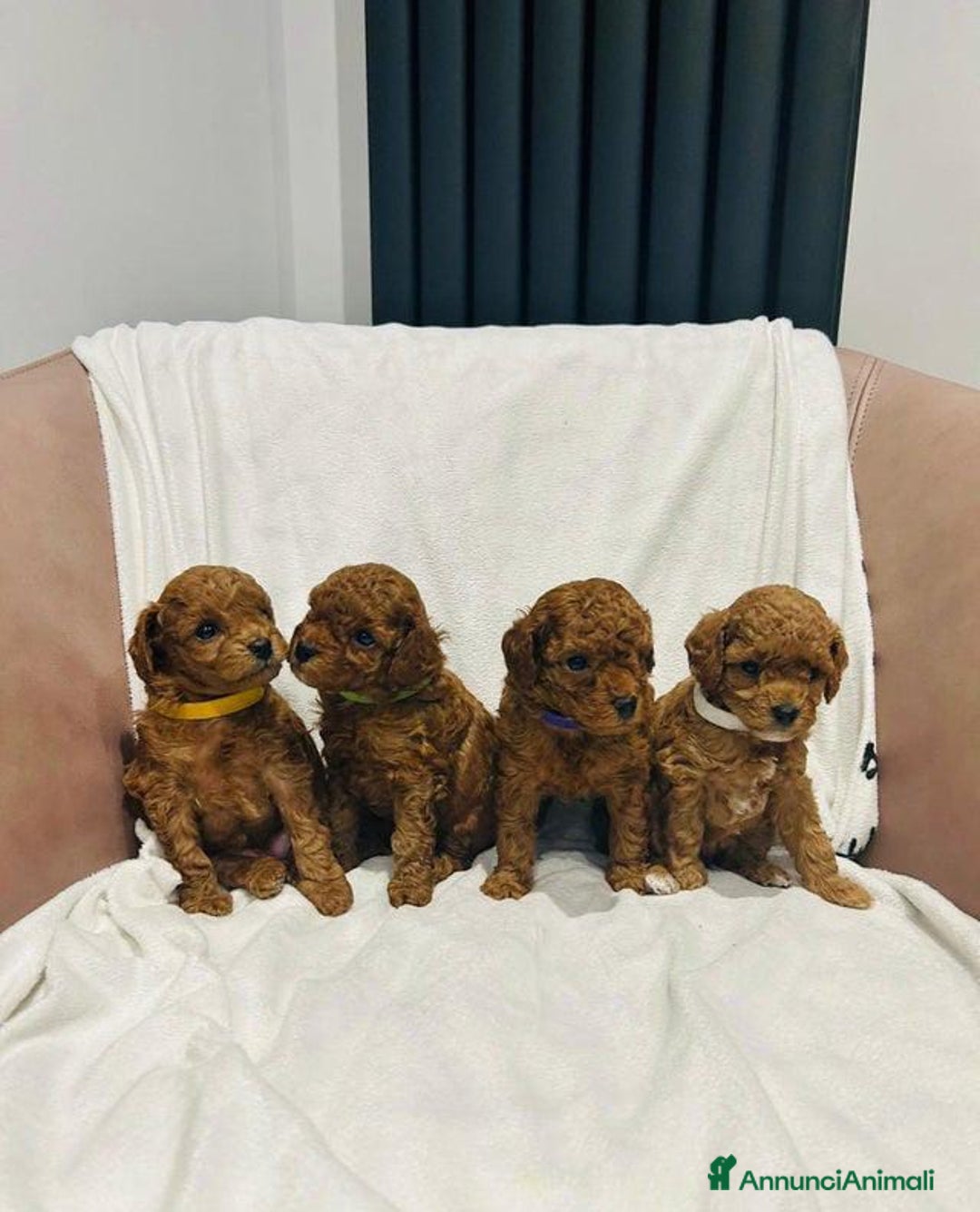 Barboncino Toy cani in vendita: Barboncino Toy - Annuncio 6