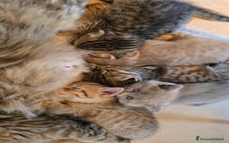 Scottish gatti in vendita: Cuccioli scottish fold e straight  a Provincia di Vicenza - Immagine 28