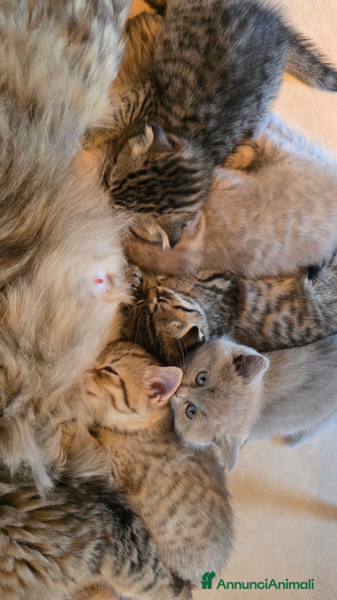 Scottish gatti in vendita: Cuccioli scottish fold e straight  a Provincia di Vicenza - Immagine 28