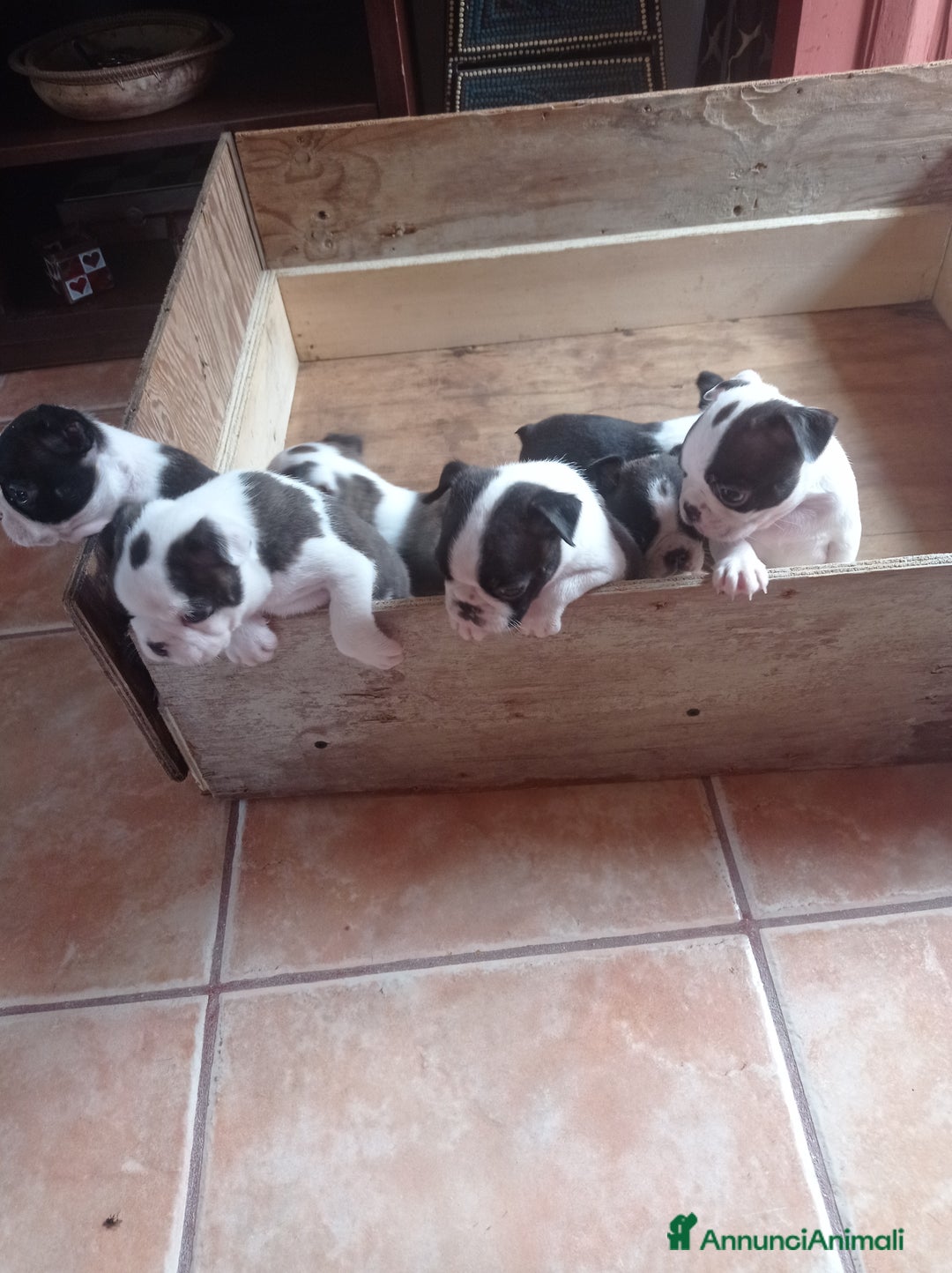 Boston Terrier cani in vendita: Vendita  - Annuncio 3
