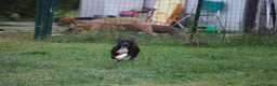 Pitbull cani in vendita: Cuccioli Pit Bull con pedigree anche a rate - Annuncio 17