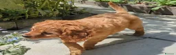Cavapoo cani in vendita: Splendidi cuccioli di Cavapoo F1B a Città metropolitana di Milano - Annuncio 7