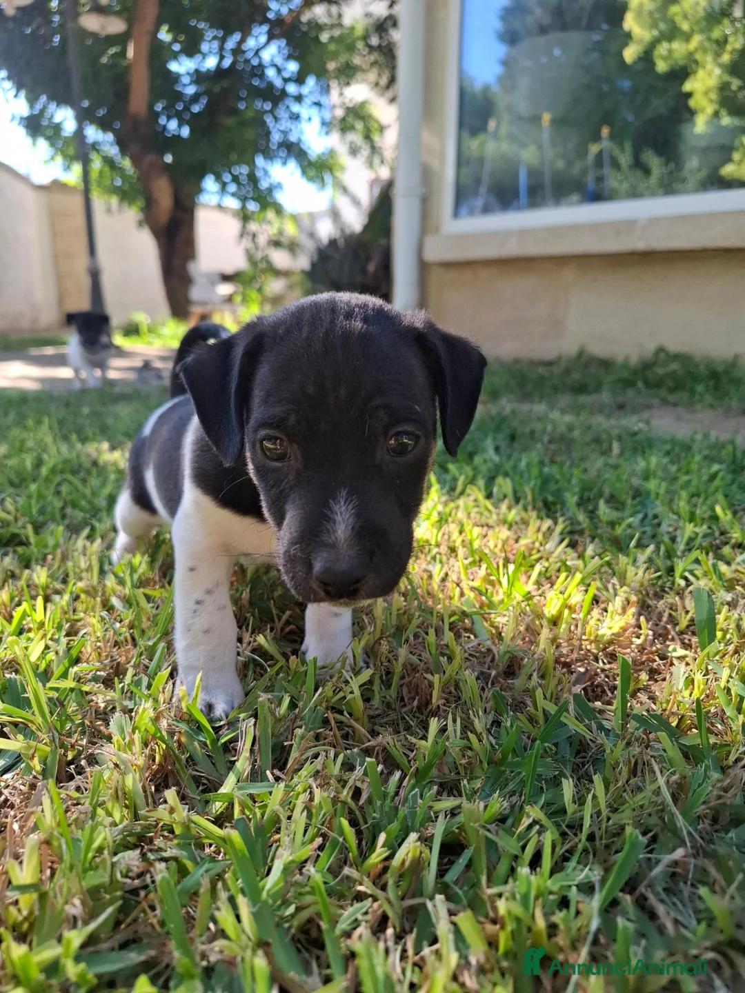 Jack Russell cani in vendita: Cuccioli di jack russel  a Provincia di Lecce - Annuncio 23