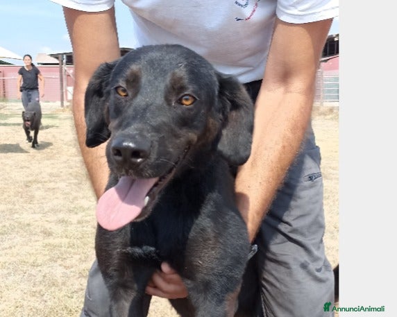 Meticcio cani SORAYA, bellissima cagnolona in cerca di casa a Latina - Annuncio 40